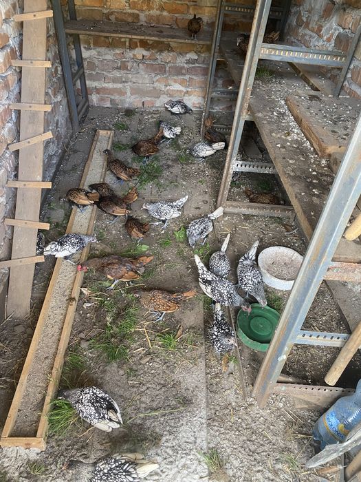 Продам курей сібрайта