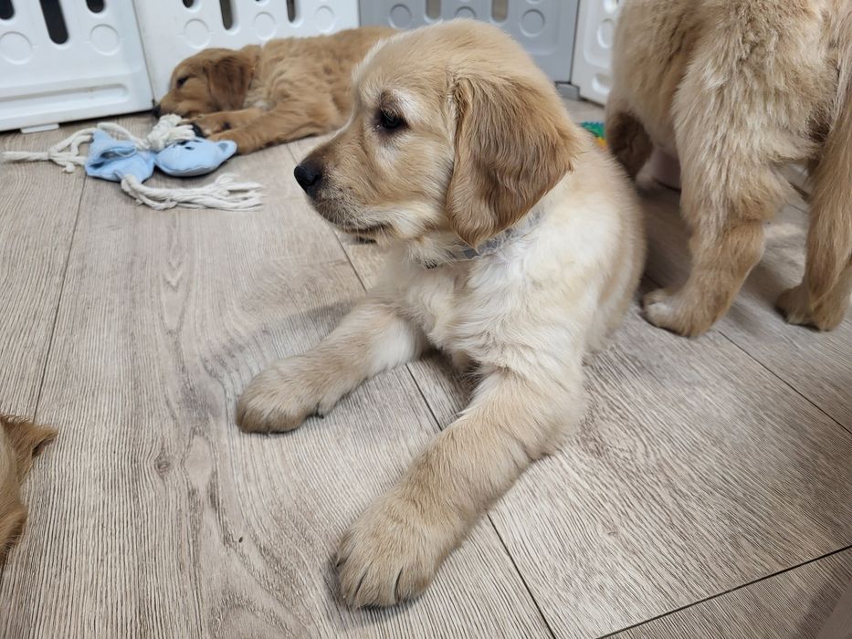 Samiec Golden Retriever gotowy do odbioru