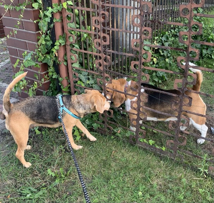 PILNIE potrzebny dom dla starszej, łagodnej suni a'la beagle