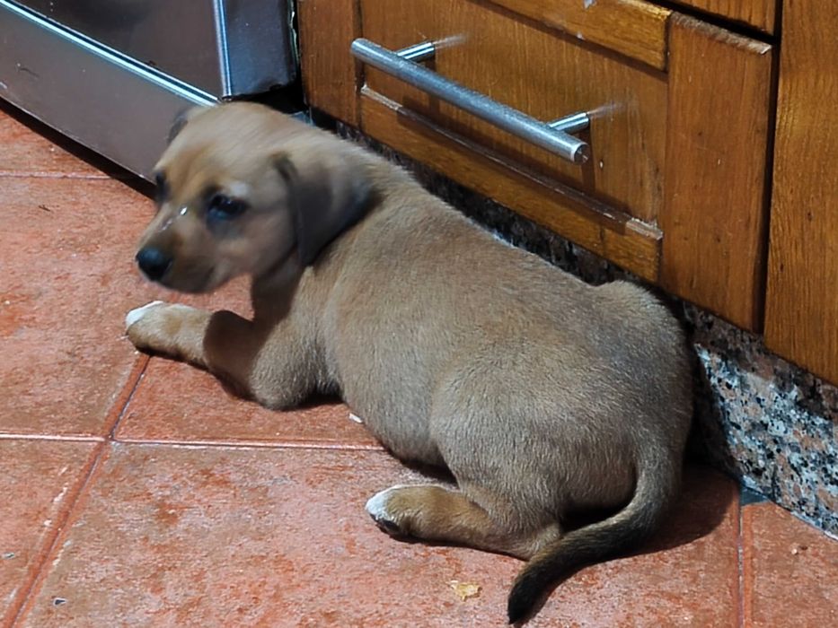 Cachorrinho macho