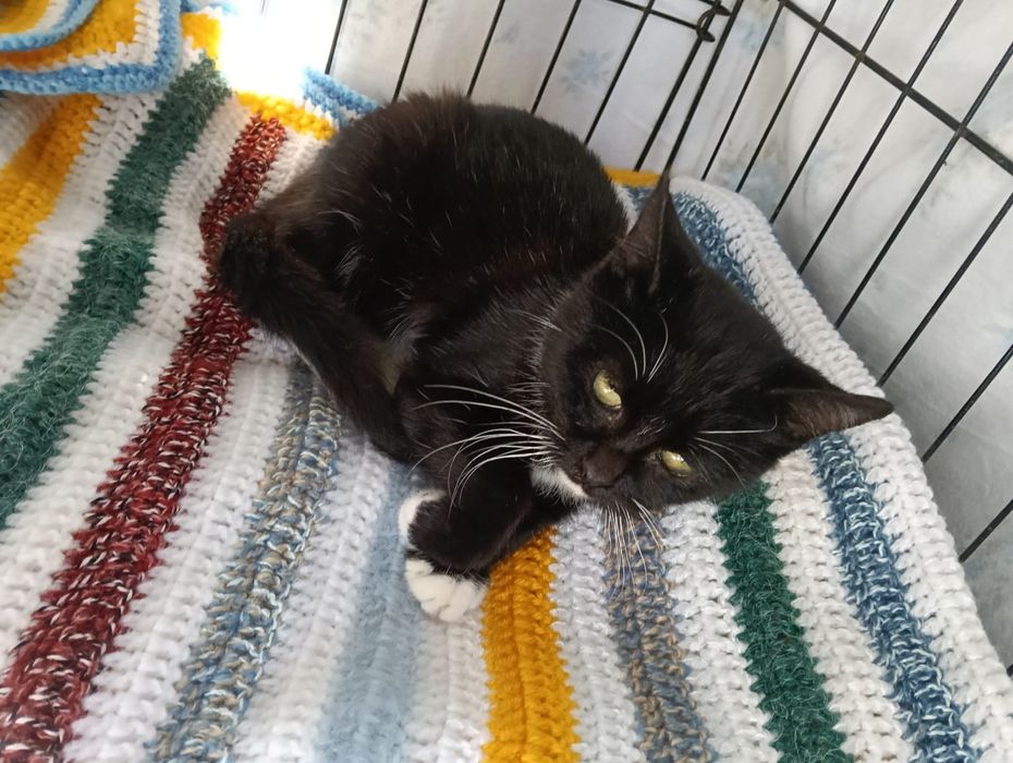 Musgo - gatinho bebe para adoção responsável