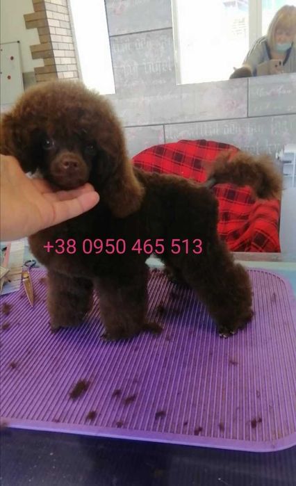 Вязка. Мелкий той пудель.