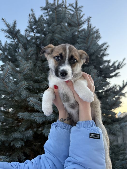 Собачки 2 місяці