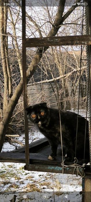 Кицюня в пошуках кота