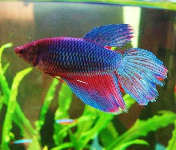 GB Bojownik Wspaniały - Samiczka | Różne kolory! - dowóz ryb!