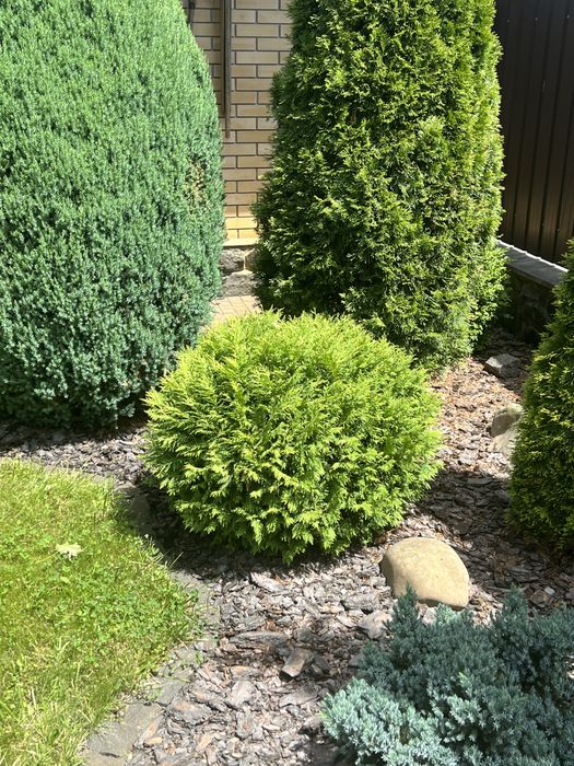 Туя західна Глобоза