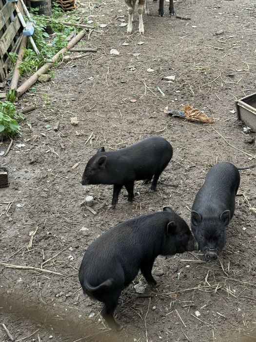 Porcos Vietnamitas criados ao ar livre