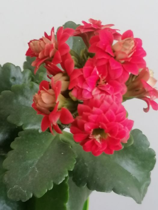 Каланхоє червоний, лимонний