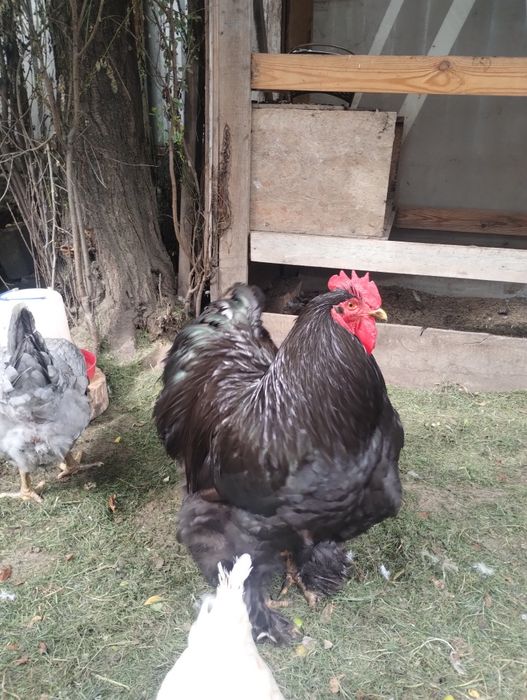Продам Петуха, Півня Кохінхін чорний
