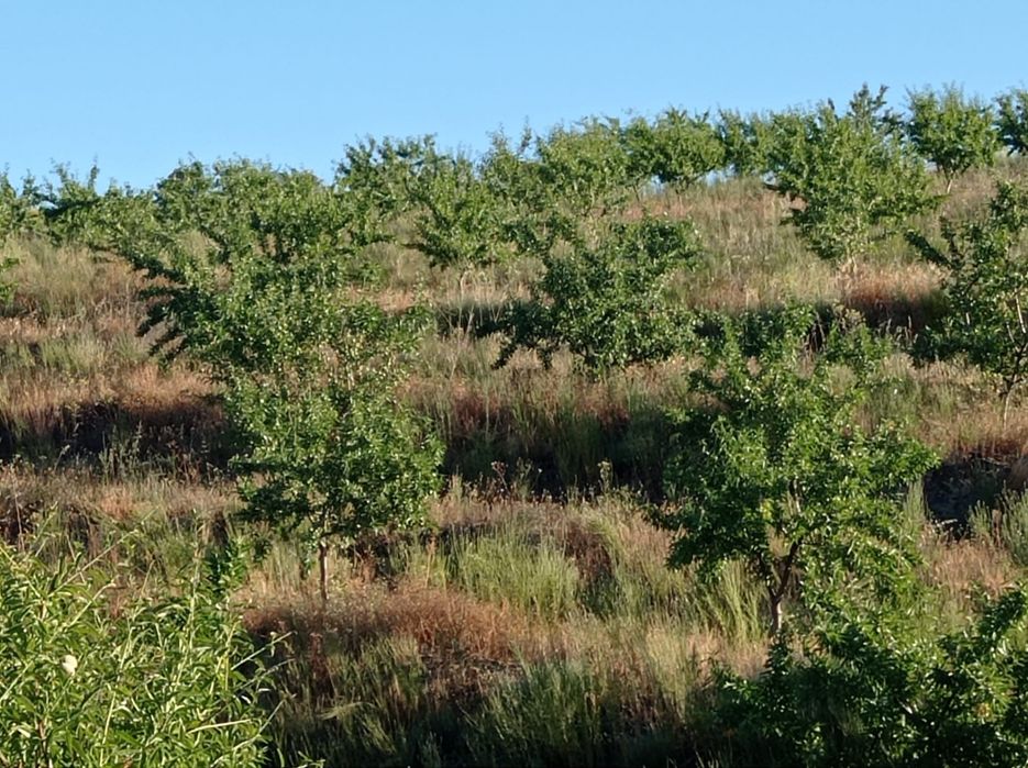 Terreno Rustico em Sequeiros - Torre de Moncorvo