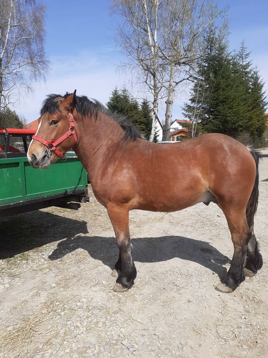 na sprzedaż ogier koń zimnokrwisty