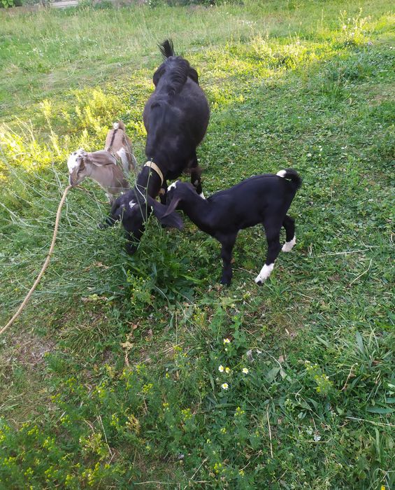 Продаю козу нубійку з козенятами