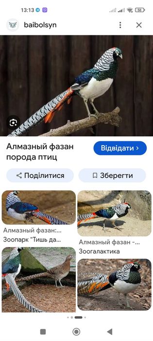 Діамантовий фазан