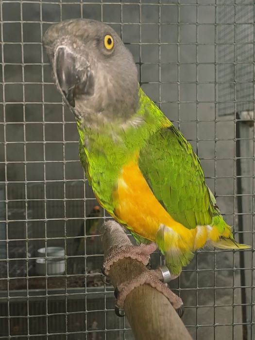 Papagaios do Senegal / Poicephalus senegalus