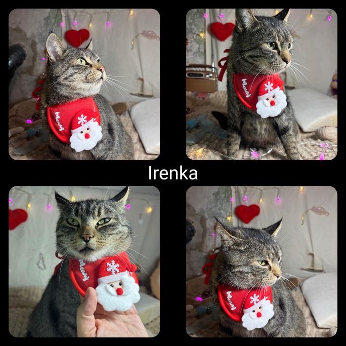 Kotki i kocurki do adopcji