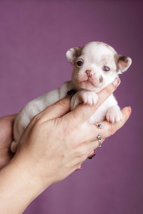 Chihuahua krótkowłosa* mini dziewczynka* ZuZa* white&merle