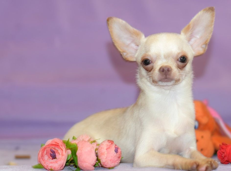Палевый мальчишка чихуахуа