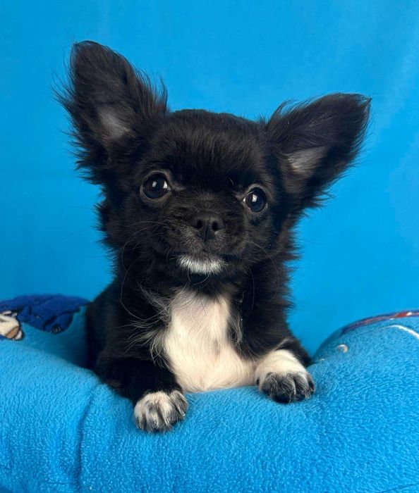 Красива дівчина чорного забарвленн