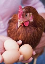 Продам курей! Доставка безкоштовна! Веселий кут