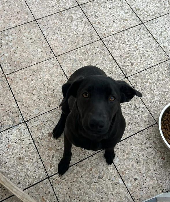 Cadelinha de 7 mesinhos para adopção