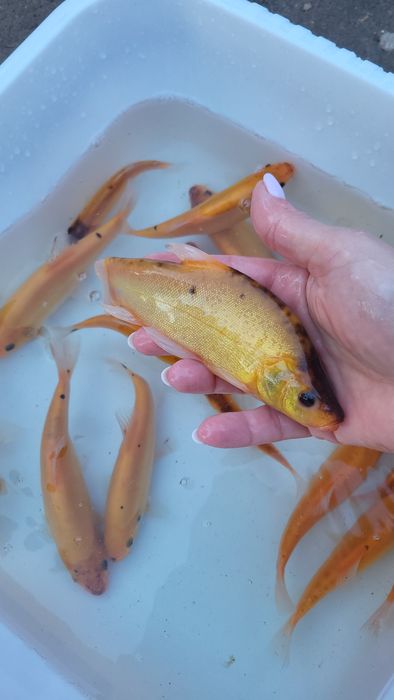 Amur karp tołpyga lin koi