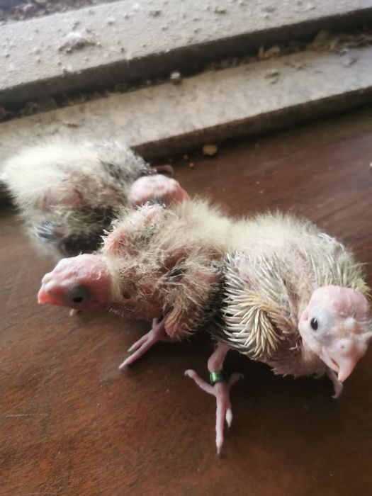 Aves para mudar de casa