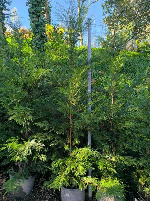 Cupressus Leylandii e Cupressus Leylandii Variegata