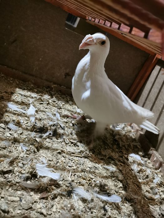 Gołąb biały Rzeszowski staropolski pocztowy