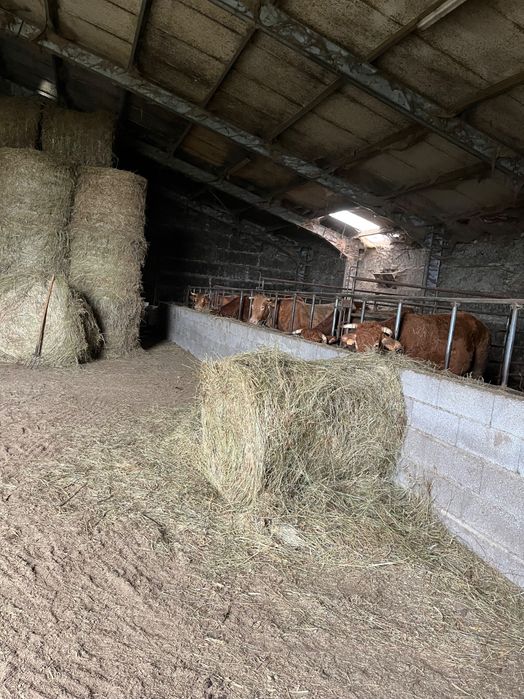 Feno  de boa qualidade