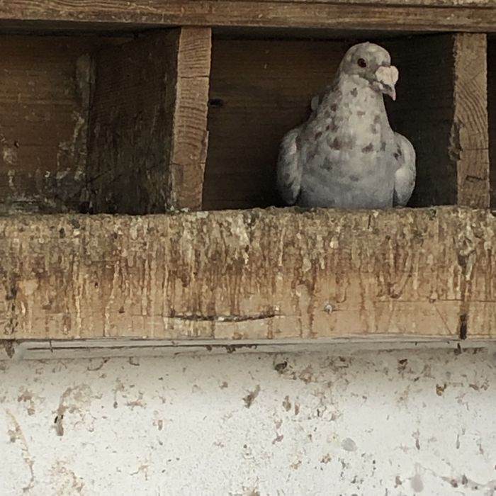 Pombos correios