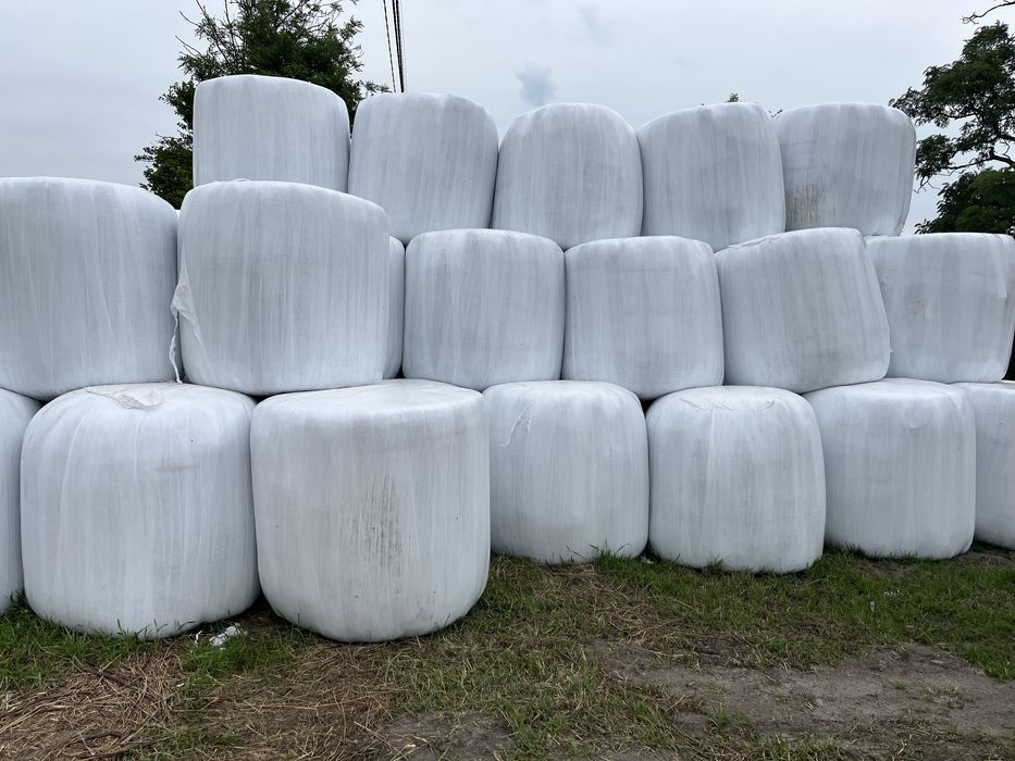 Sianokiszonka z mieszanki gorzowskiej