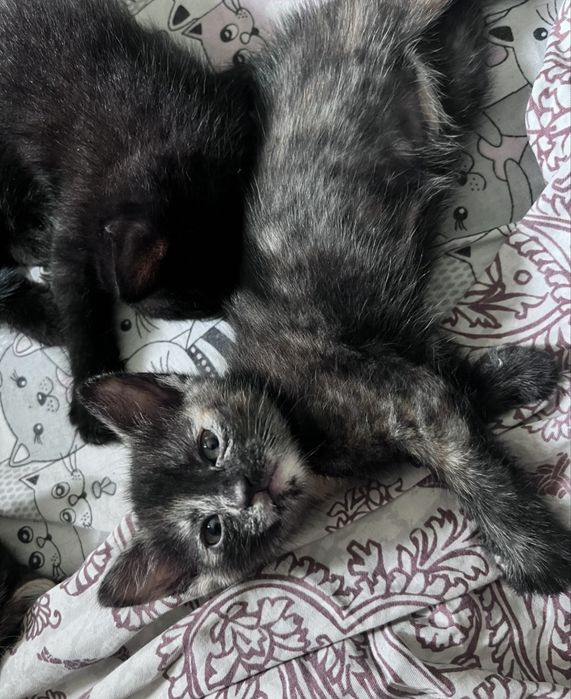 Кошенята безкоштовно