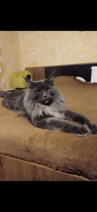 Вязка кошечек Мейн-кун.