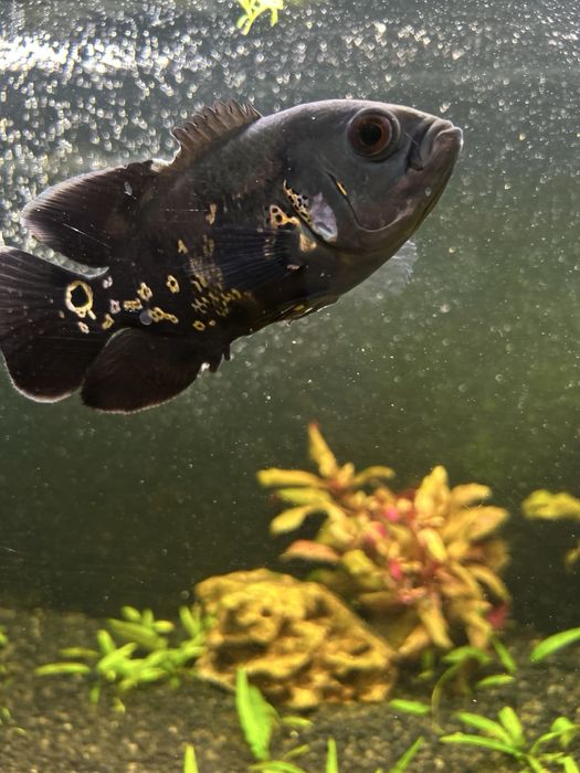 Zestaw akwarium aquael