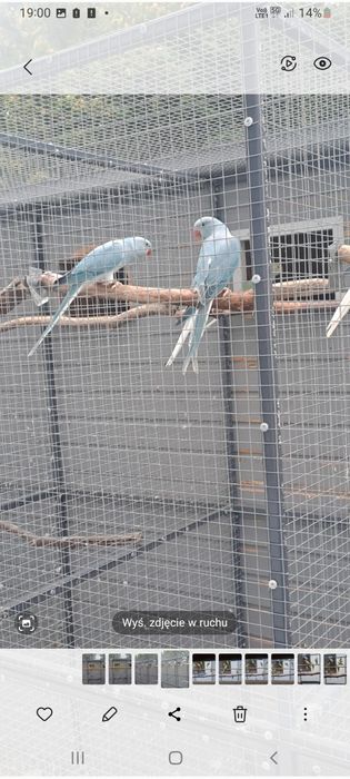 Aleksandretta Aleksandretty