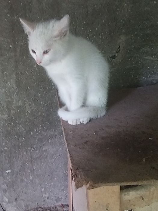 Котенята шукають дім і люблячих добрих хазяїв