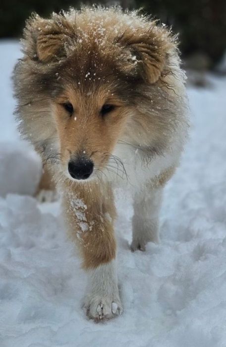 Owczarek Szkocki długowłosy szczeniak piesek