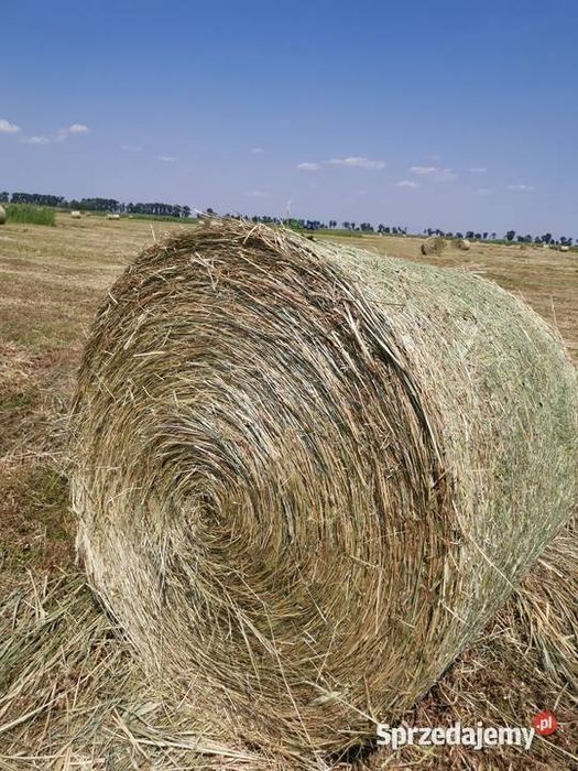 Sprzedam bele siana 125