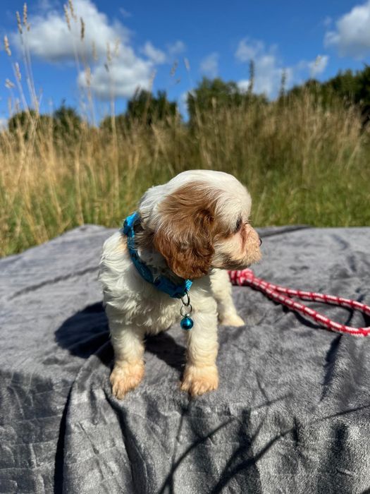 cavapoo szczeniak