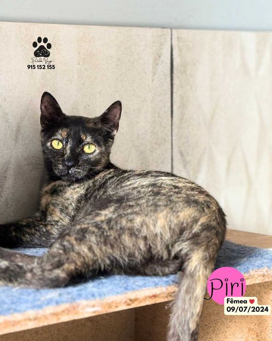 Gata Tartaruga para adoção (Piri)