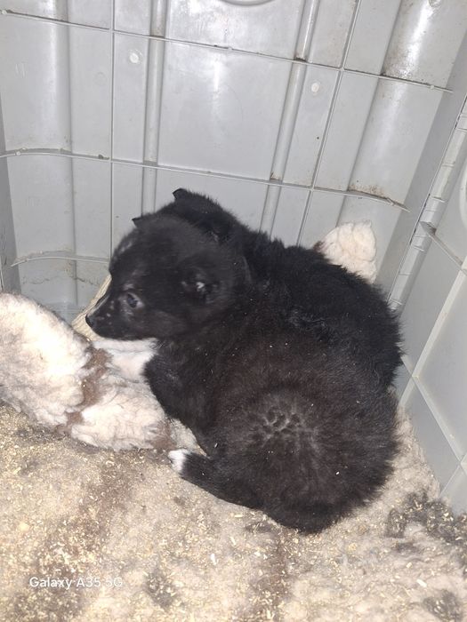 Відаємо дівчаток