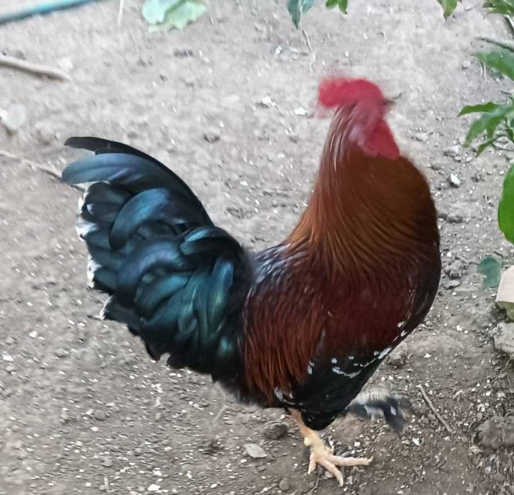 Reprodutores de Qualidade: Galos Fortes e Saudáveis