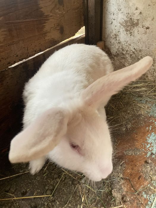Продам кроля на розплід,білий панон!