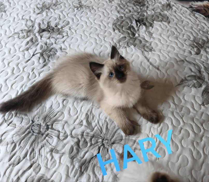 Cudowny kocur  Magiczny Sen*PL .  REZERWACJA