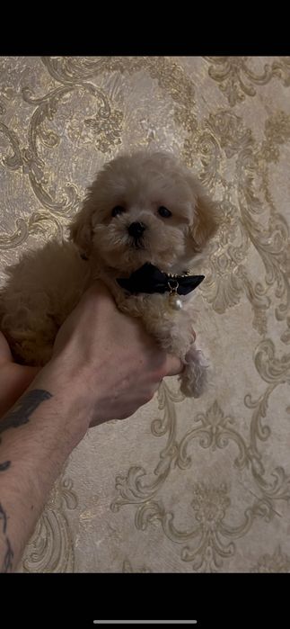 Мальтіпу хлопчик  ф2