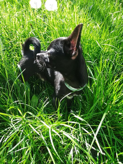 Вязка   чихуахуа