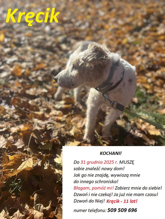 KRĘCIK, PIES DO PILNEJ ADOPCJI - mamy czas do 31 grudnia 2025r.