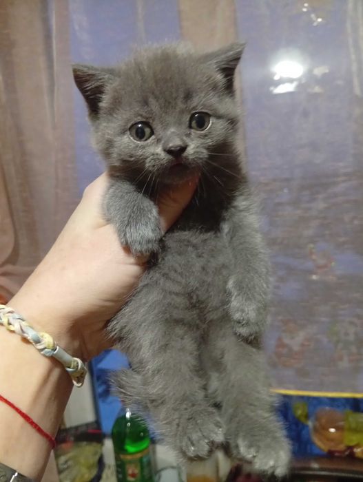 Шотландские чистокровные мальчики и девочка