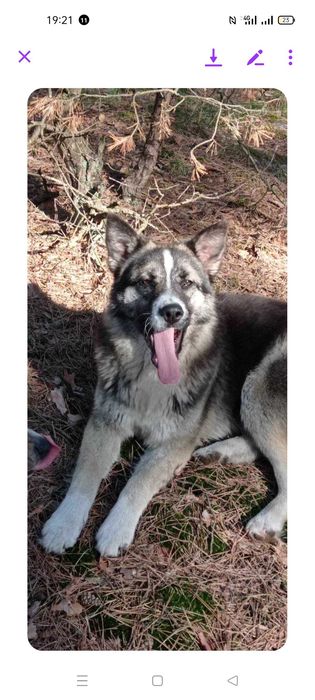 Песик в пошуках дому