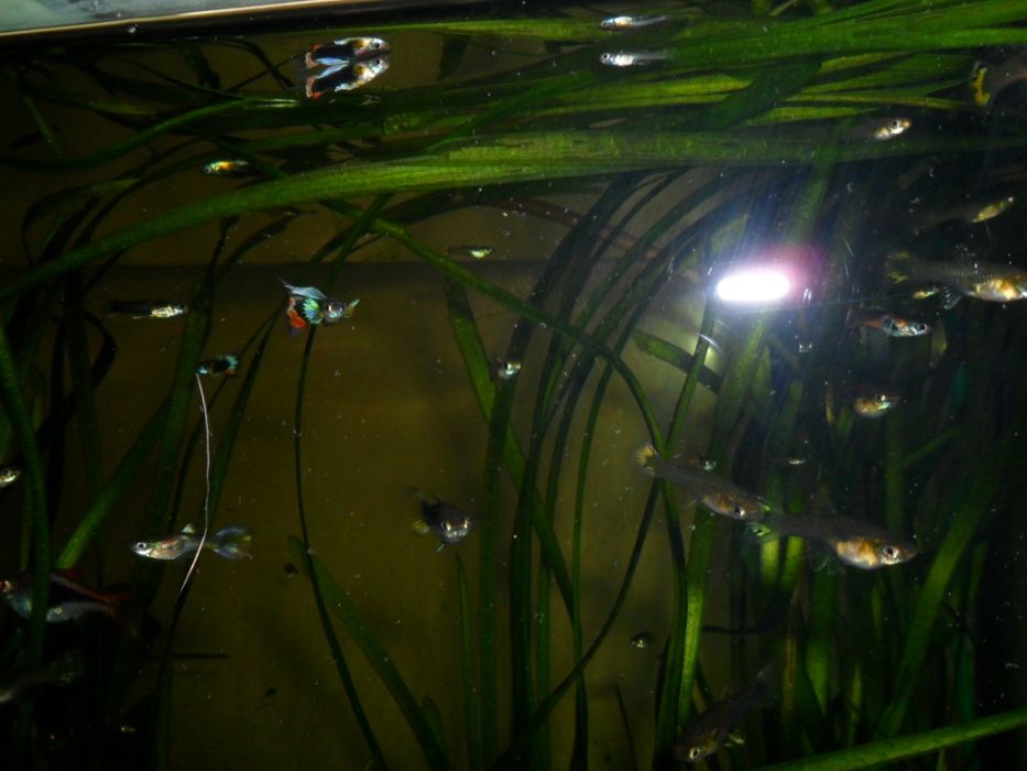 Гуппи,аквариумные растения.
